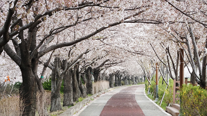 Con đường hoa anh đào dài nhất Hàn Quốc