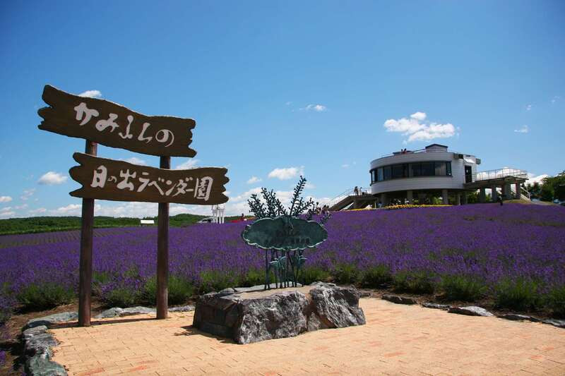 Cánh đồng hoa lavender Hinode