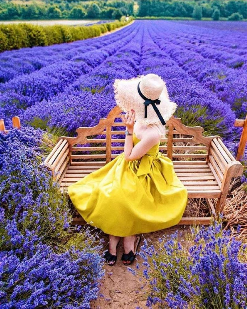Khung cảnh check-in tuyệt đẹp tại vườn hoa Lavender 
